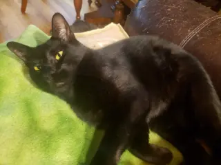 Milo #lapcat