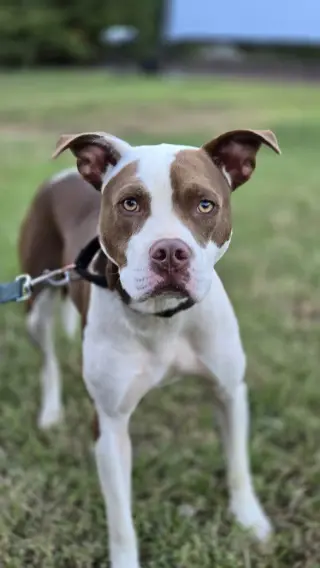 Enzo