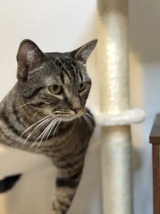 Louie - MS