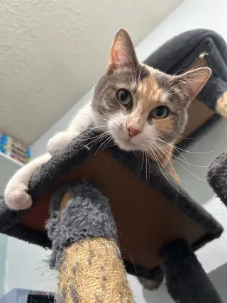 Lila K