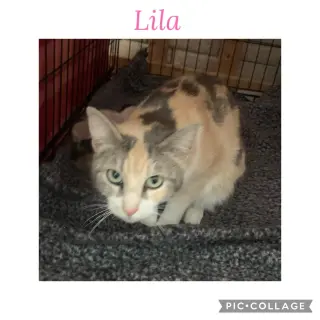 Lila K