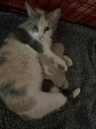 Lila K
