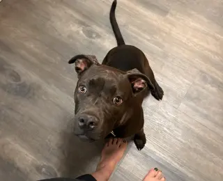MOCHA (annie)