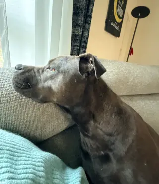 MOCHA (annie)