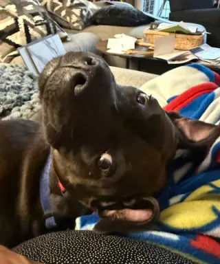 MOCHA (annie)
