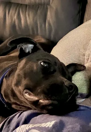 MOCHA (annie)