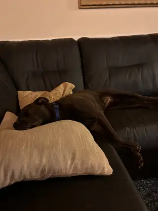 MOCHA (annie)