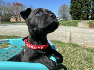 MOCHA (annie)