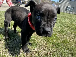 MOCHA (annie)