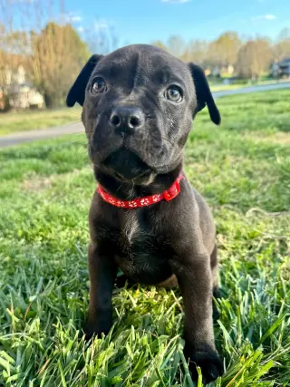 MOCHA (annie)