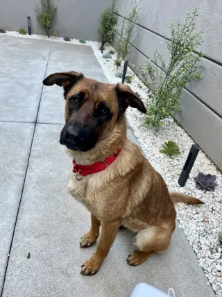 Roxie