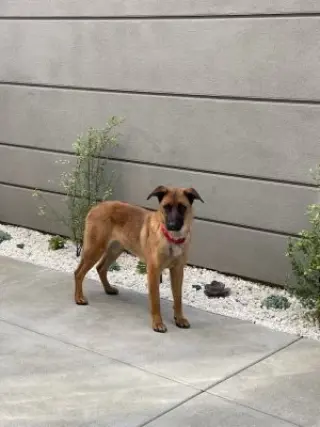 Roxie