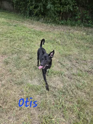 Otis