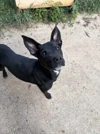 Otis