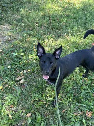 Otis