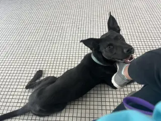 Otis