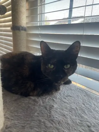 MAGGIE (COURTESY POST)