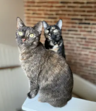 OLIVE & GINGER (BONDED PAIR)(COURTESY POST)