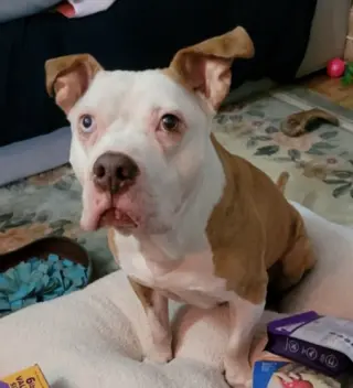 Louie
