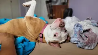 Louie
