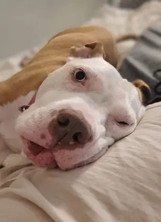 Louie