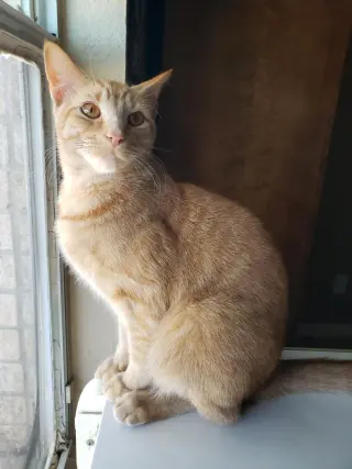 Biscuit IV.
