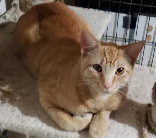 Biscuit IV.