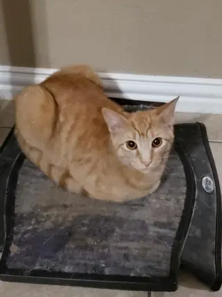 Biscuit IV.