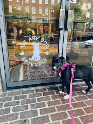 Brenda *Adopt*