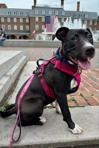 Brenda *Adopt*