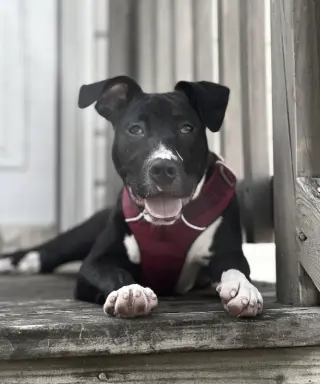 Brenda *Adopt*