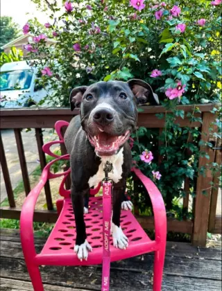 Brenda *Adopt*