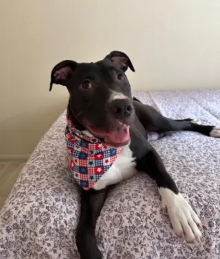 Brenda *Adopt*