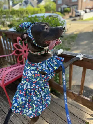 Brenda *Adopt*