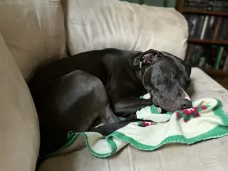 Brenda *Adopt*