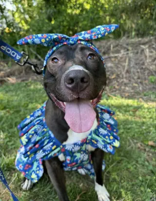 Brenda *Adopt*