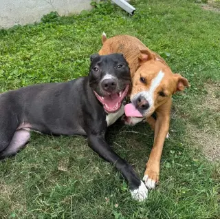 Brenda *Adopt*