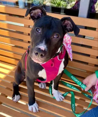 Brenda *Adopt*