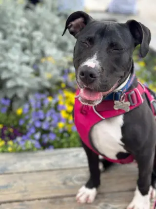 Brenda *Adopt*
