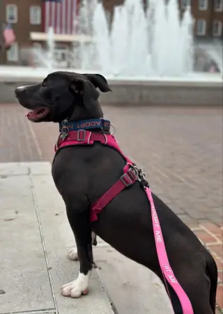 Brenda *Adopt*