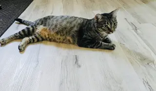 Duchess