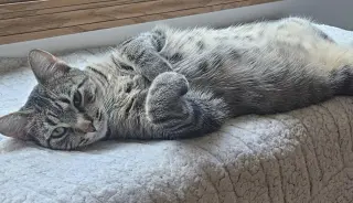 Duchess