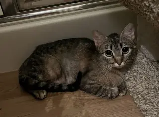 Duchess