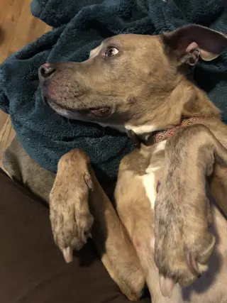 Jessie