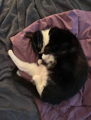Petunia