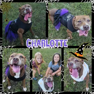Charlotte