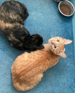 Shelly (polydactyl)