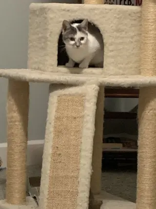 Goldie