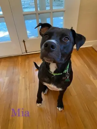 Mia