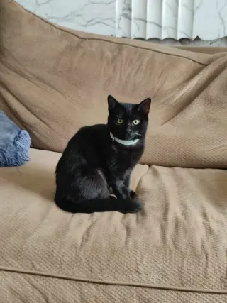 Cleo (Trax)